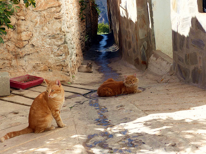 Gatos en Soportújar