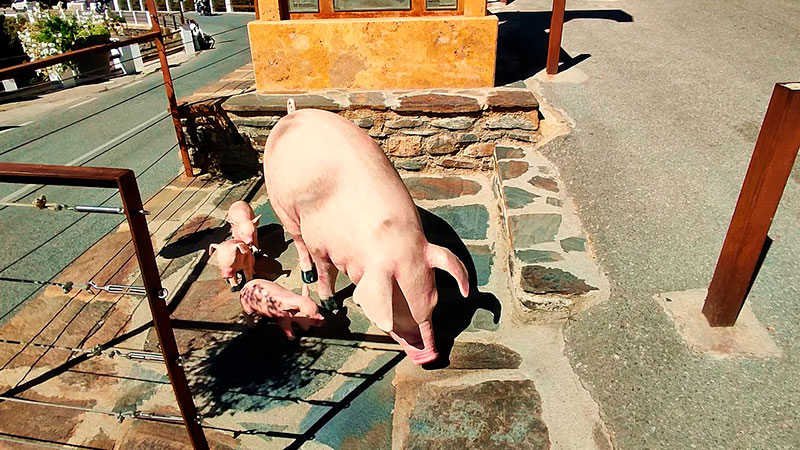 Figura de cerdo con sus lechones - Qué ver en el Barrio Bajo de Trevélez